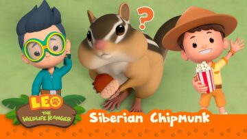Siberian Chipmunk | What a cute thief! | Leo the Wildlife Ranger | Kids Animation