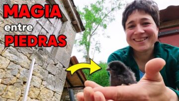 77-🏡REVOCAMOS las paredes de PIEDRA en la bodega 💪Rehabilitación DIY de CABAÑA de PIEDRA