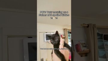 Simple morning but still very fulfilling 👍🐱#pov #cat #newbornkittens #shorts