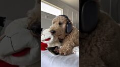 Glad he didn’t overreact #dogs #dogcomedy