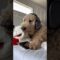 Glad he didn’t overreact #dogs #dogcomedy