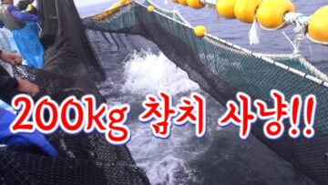 동해안!! 엄청난 크기의 참다랑어떼가 돌아친다!! / 200kg tuna alive in the sea of Korea!!