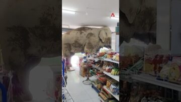 Wild Thai elephant raids grocery store for snacks