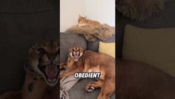 Bad temper cat, but sweet inside 😍😲#cuteanimals