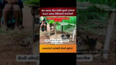 එයාලාටත් අයිතියි මෙි ලොකේ. #trending #budubanasinhala #buddha