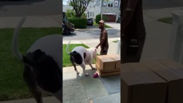 Dog and courier are good friends #funnydogs #DogTok #DogFails2025 #DogsOfspring #petfyp #usa