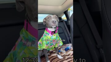 I went to Laguna Beach! 🏖️ #beach #beachvibes #puppy #cute #shortvideo
